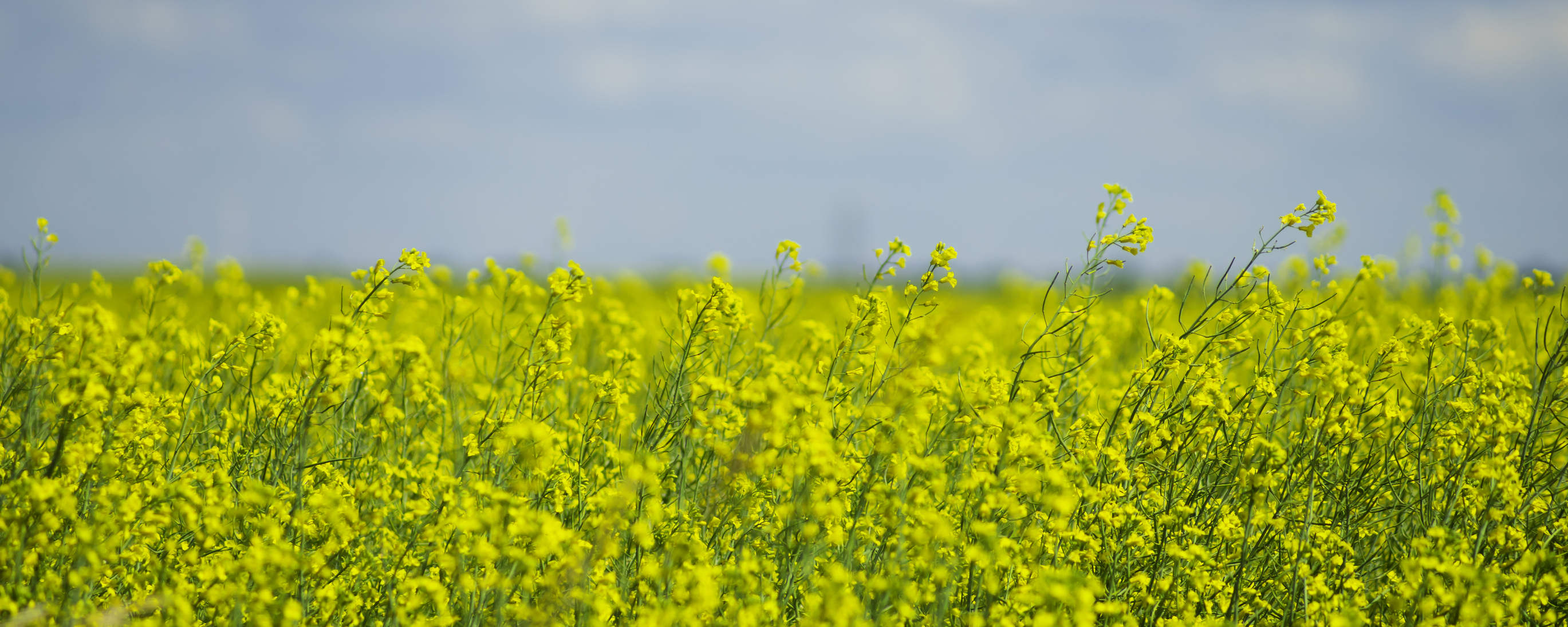 Canola Field